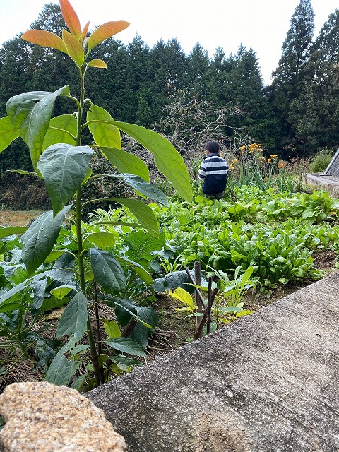 田舎の畑