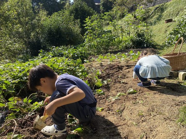 田舎で野菜の収穫1