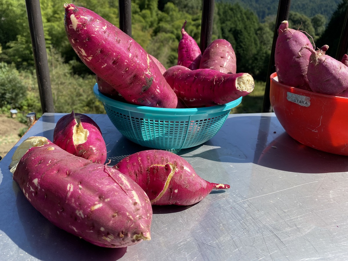 親子で野菜の収穫2