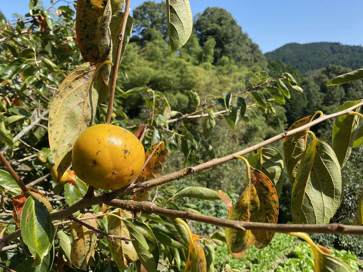 親子で野菜の収穫4