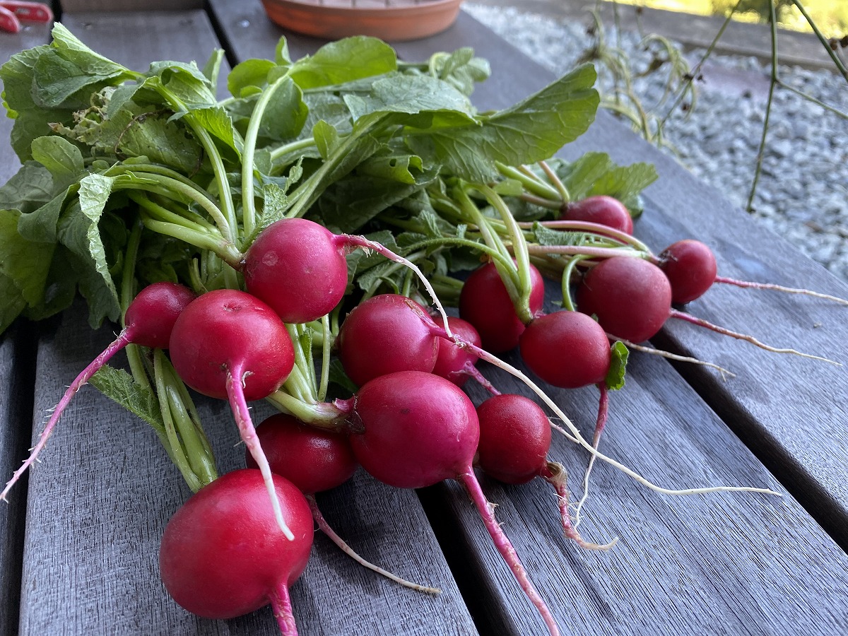 親子で野菜の収穫5