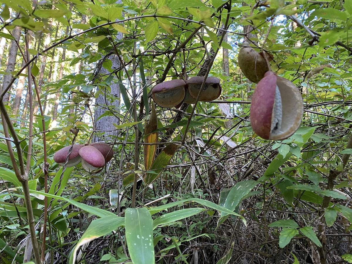 親子で野菜の収穫6