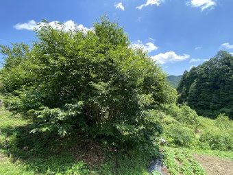 実家リノベーション京都，実家リフォーム京都1