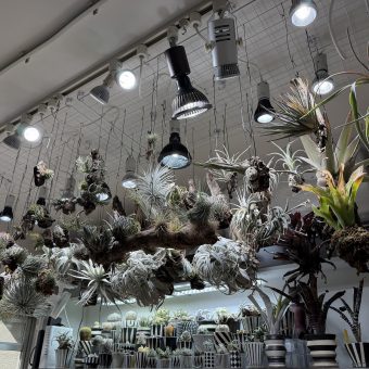 京都市中京区T様邸マンションリノベーション，マンションリフォーム京都1観葉植物，エアープランツが似合うお部屋づくり京都，株式会社サイン