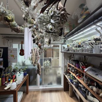 京都市中京区T様邸マンションリノベーション，マンションリフォーム京都1観葉植物，エアープランツが似合うお部屋づくり京都，株式会社サイン