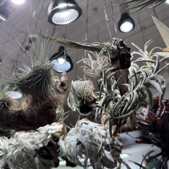 京都市中京区T様邸マンションリノベーション，マンションリフォーム京都1観葉植物，エアープランツが似合うお部屋づくり京都，株式会社サイン